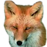Fox Face Picture